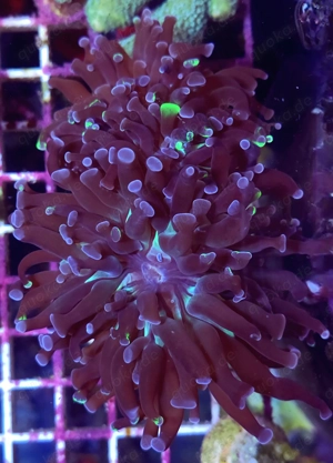 Verschiedene Euphyllias ab 10  Bild 4