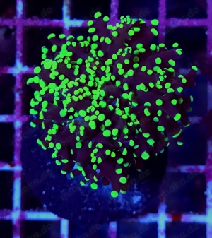 Verschiedene Euphyllias ab 10  Bild 3