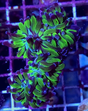 Verschiedene Euphyllias ab 10  Bild 5