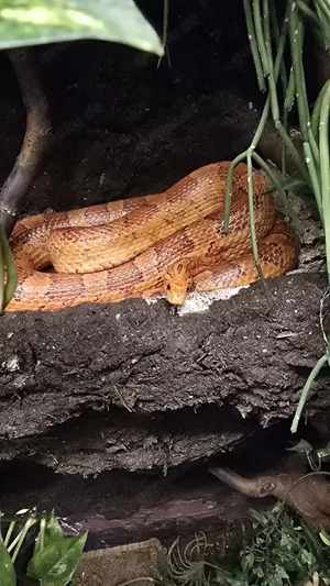 Kornnatter männlich Terrarium