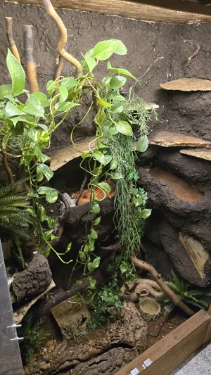 Kornnatter männlich Terrarium Bild 3