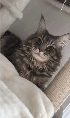 Main Coon Kater