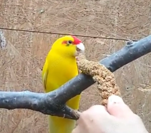 Männlicher Ziegensittich in gute Hände abzugeben 