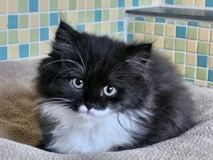 Felix und Flufi suchen ein Zuhause 