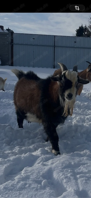 Zwergziegenbock 