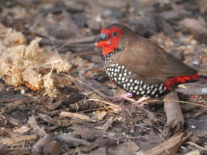 Suche Gemalte Amadinen