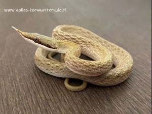 1.1 Gonyosoma Boulengeri   Langnasennattern ENZ25