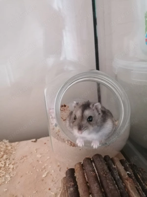 Dsungarischer Zwerghamster