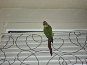 Unzertrennliche Vögel 