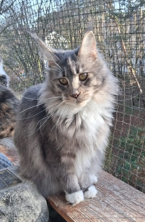 Sehr schöne unkomplizierte blue silvertabbyticked white Maine Coon Kätzin mit Stb, zu vermitteln