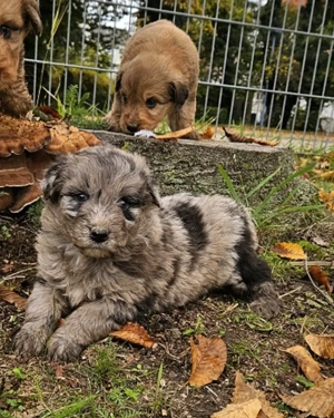 Aussiedoodle Welpen  Australian shepherd   Pudel