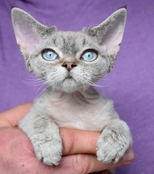 Devon Rex Kitten   weiblich und männlich. 
