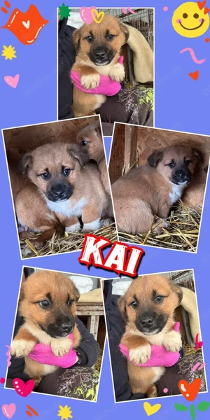 goldiger, kleiner Welpenjunge "Kai" hast Du ein Körbchen für mich frei ?