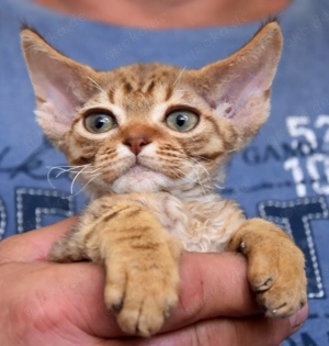 Kitten , Devon Rex,  männlich und weiblich mit Stammbaum, Gesundheitszeugnis, geimpft  und gechipt. 