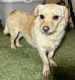 Kleiner, zarter Junghund Justus