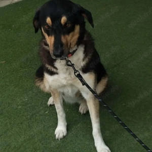 Sonnenschein auf vier Pfoten 