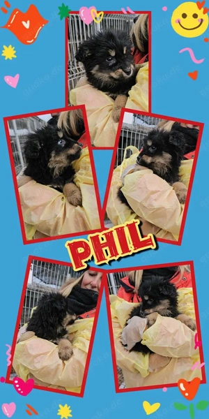 wunderschöner Welpenjunge "Phil" sucht ein liebevolles Zuhause