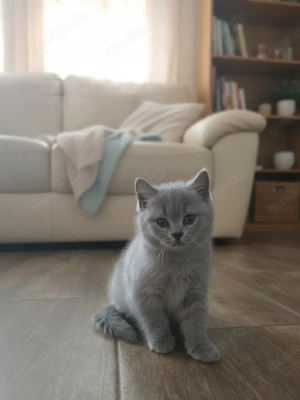 BKH Britischkurzhaar Kitten Katze