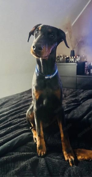 Dobermannwelpe