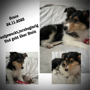 Erzieher für kleine Colliewelpen gesucht
