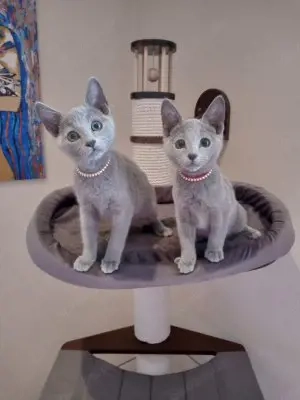 Russisch blau Kitten Bild 2