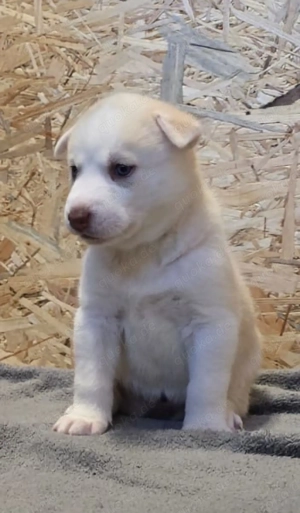  Husky Welpen (Weibchen)