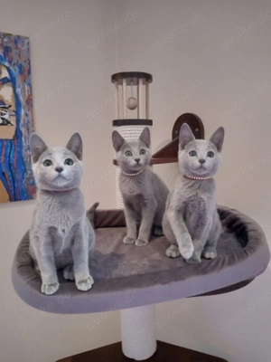 Russisch blau Kitten
