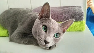 Russisch blau Kitten Bild 4