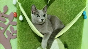 Russisch blau Kitten Bild 5