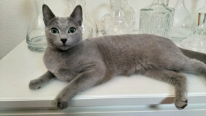 Russisch blau Kitten Bild 6