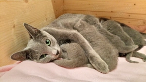 Russisch blau Kitten Bild 7