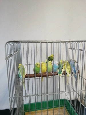 Wellensittiche bunt, ganz jung. 