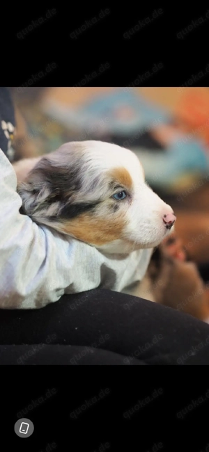 wunderschöne australian shepherd welpend Bild 3