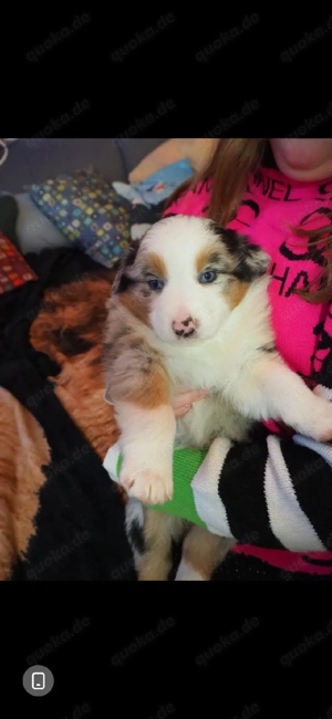 wunderschöne australian shepherd welpend Bild 5