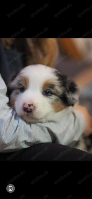 wunderschöne australian shepherd welpend Bild 4