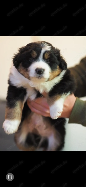 wunderschöne australian shepherd welpend