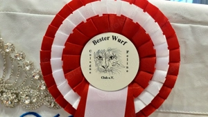 Russisch blau Kitten Bild 8