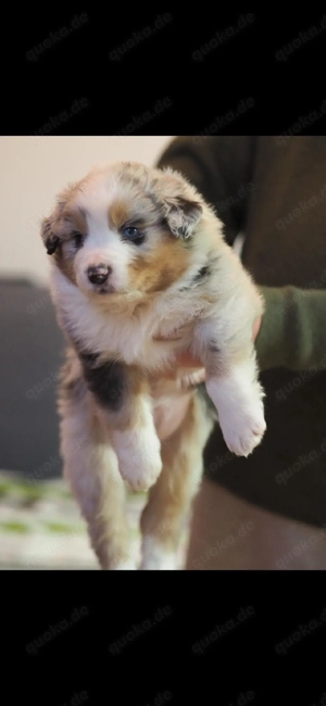 wunderschöne australian shepherd welpend Bild 2