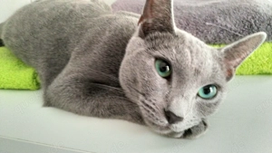 Russisch blau Kitten Bild 9