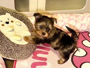Blueberry Diamond  Yorkshire Terrier