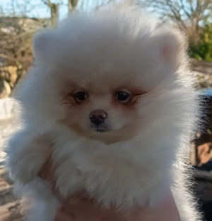 Deutscher Spitz Zwergspitz Pomeranian Welpe Abgabe bereit