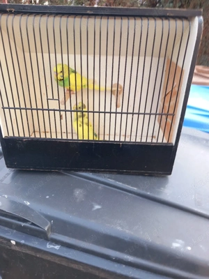 Wellensittiche zu verkaufen 