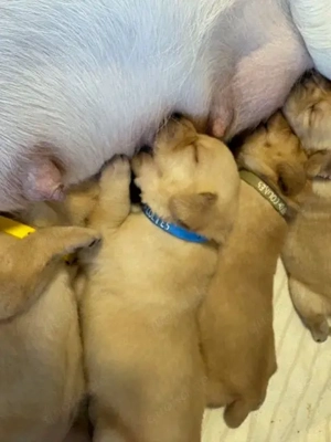 Labradorwelpen foxred