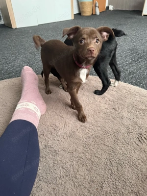 schöne welpen abzugeben 