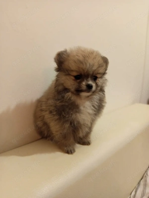 Mini Pomeranian 