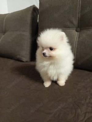 Mini Pomeranian 