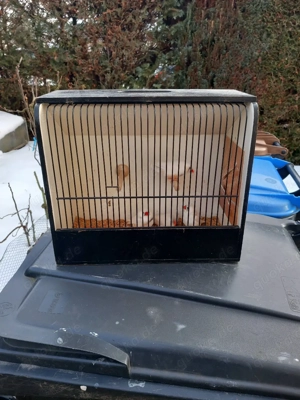 Zebrafinken zu verkaufen 