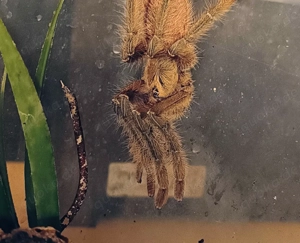  Phormingochilus sp. akaya