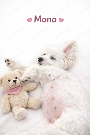 Besonderer Maltipoo-Wurf