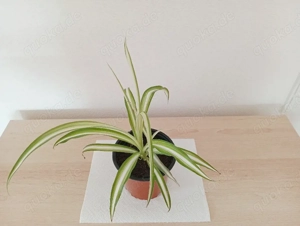 Große Grünlilie, gestreift, Zimmerpflanze 
